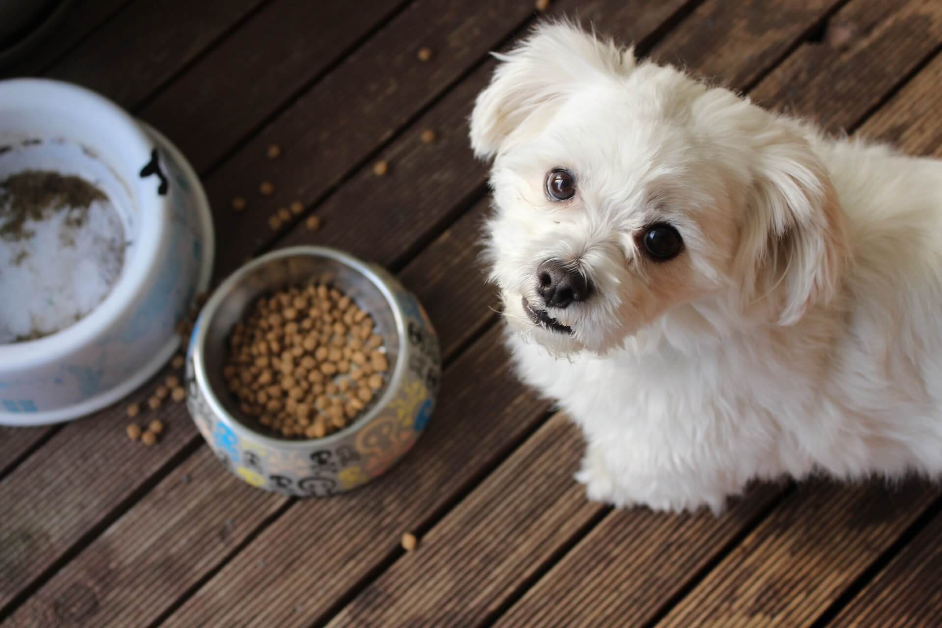 5 Best Dog Foods At Petco