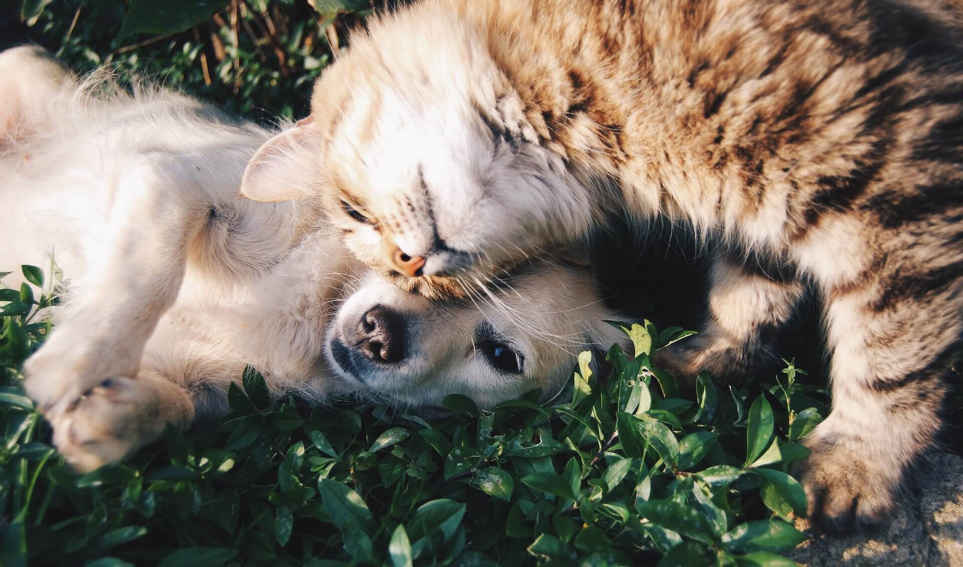 7 Unique Ways to Celebrate National Pet Day